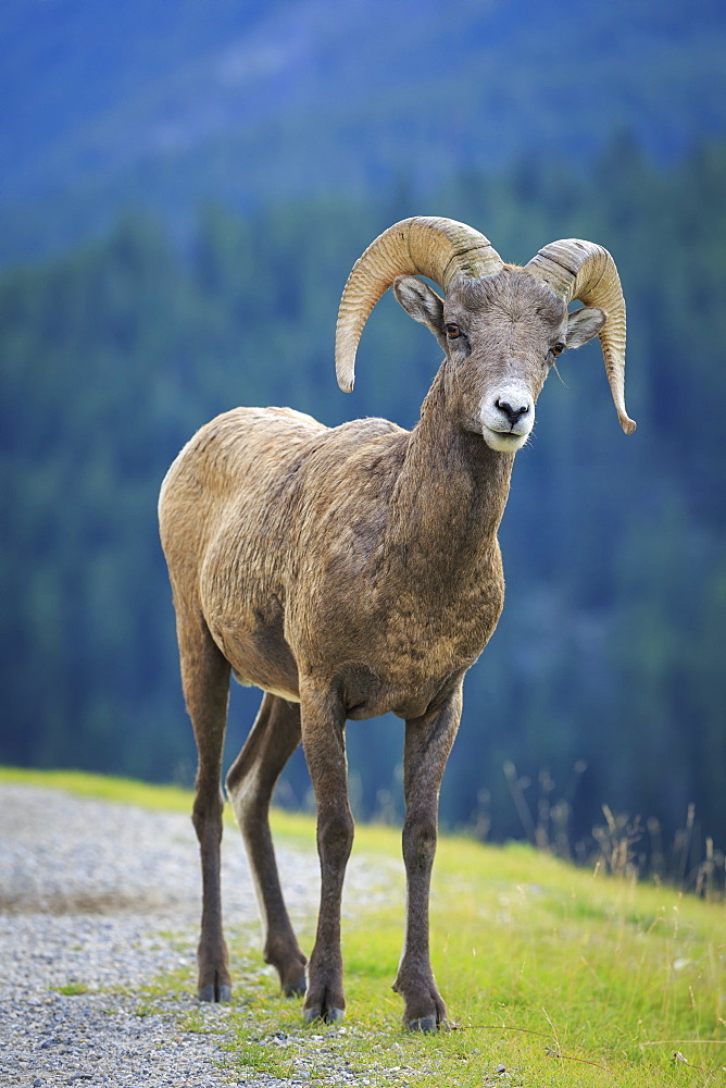 Bighorn Sheep (Ovis Canadensis), Banff National Park, Alberta, Canada