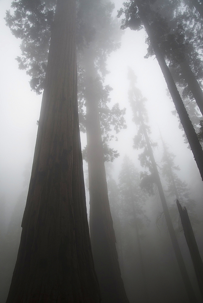 Sequoia National Park, California, United States Of America