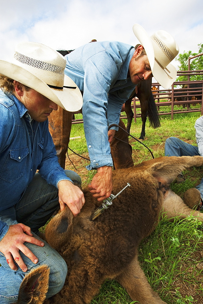 Livestock - A cowboy inoculates a beef calf with a syringe while two other cowboys hold the calf down during branding operations / near Childress, Texas, USA.