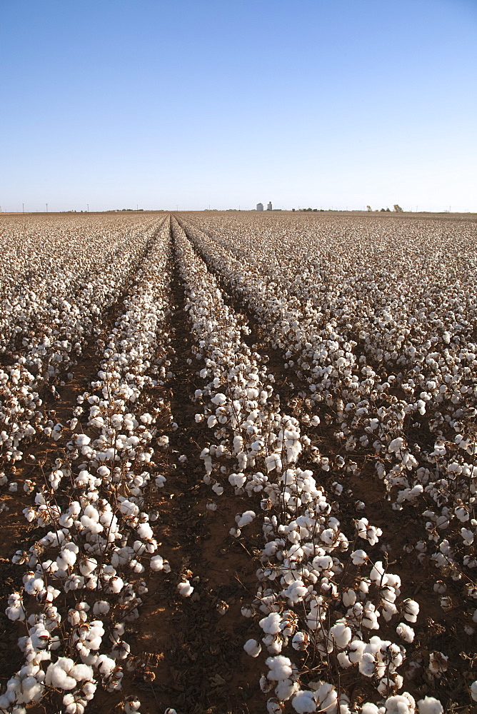 Agriculture - Large field of mature defoliated high-yield stripper cotton at harvest stage in Autumn. This crop has a yield potential of 3 to 4 bales per acre / West Texas, USA.