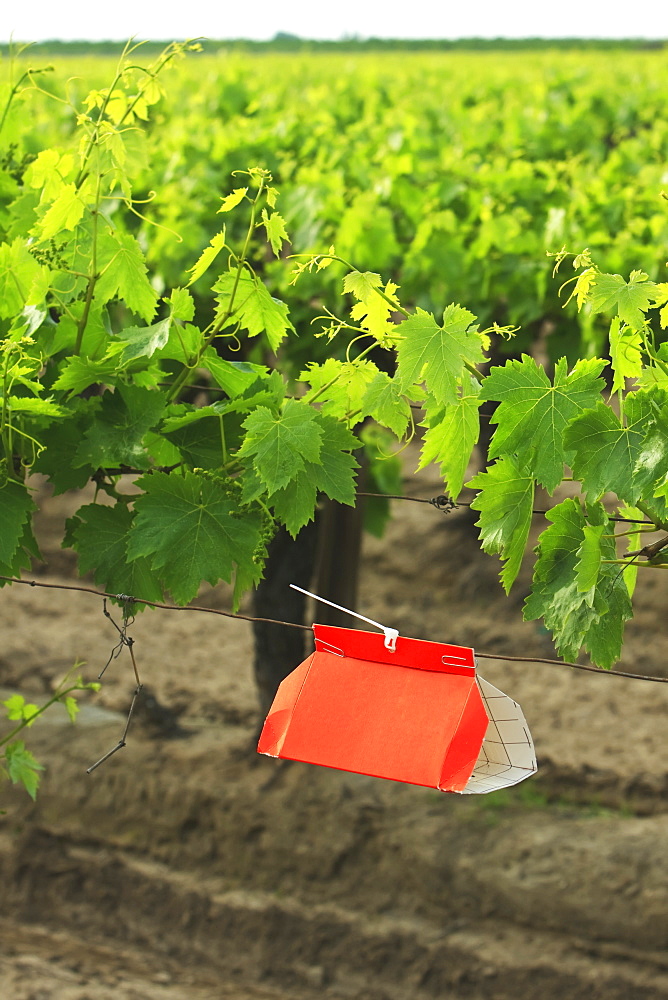 Agriculture - An insect trap placed in a Thompson Seedless grape vineyard in Spring. Its function is an early-warning system to detect adult insect emergence and flight of certain moths including the European Grapevine Moth (Lobesia botrana) and the Omniv