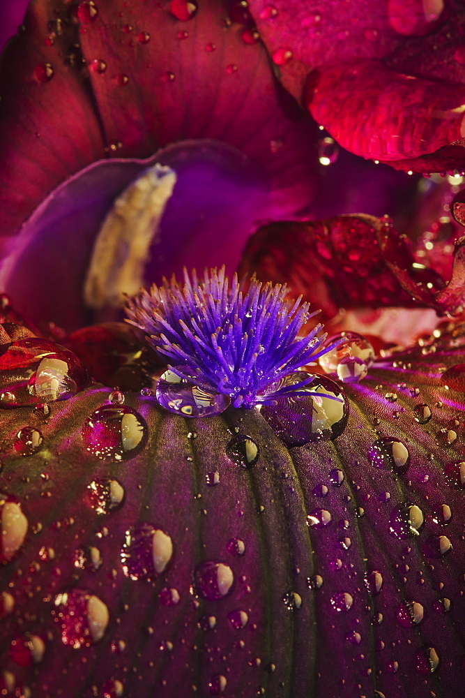 Close up of an iris stigma with water droplets, Ohio united states of america