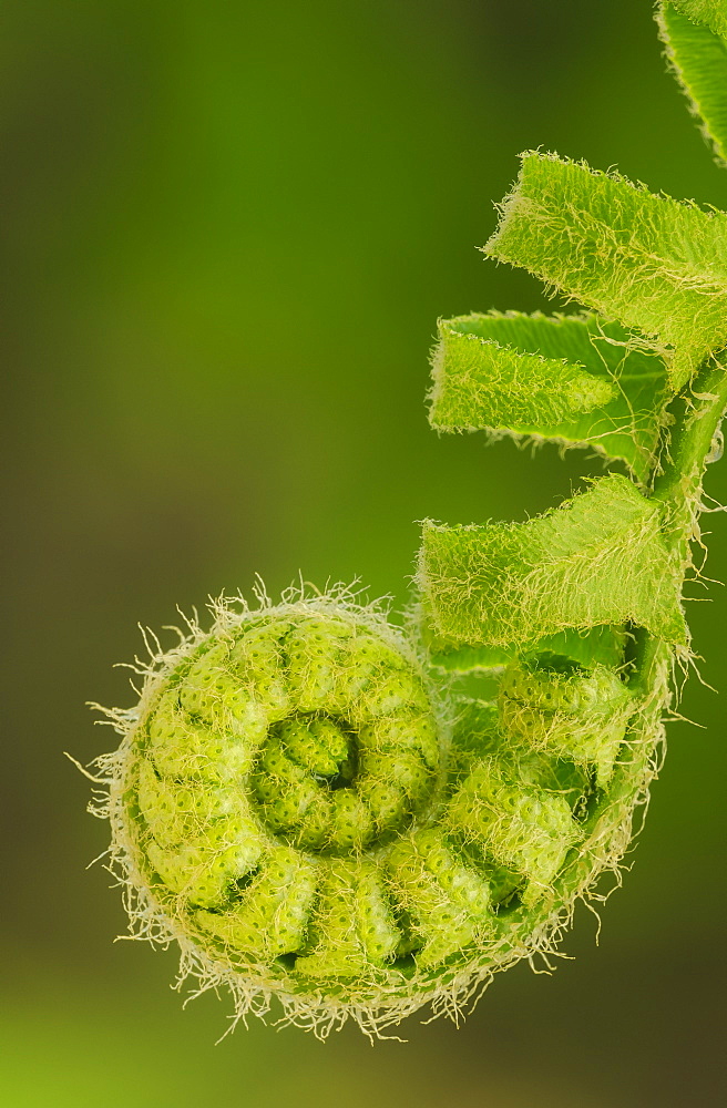 Close up of a fern opening a new leaf in springtime, Ohio united states of america