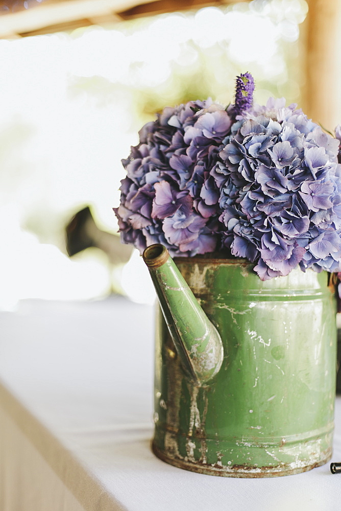 Purple flowers in an old watering can, Pemberton british columbia canada