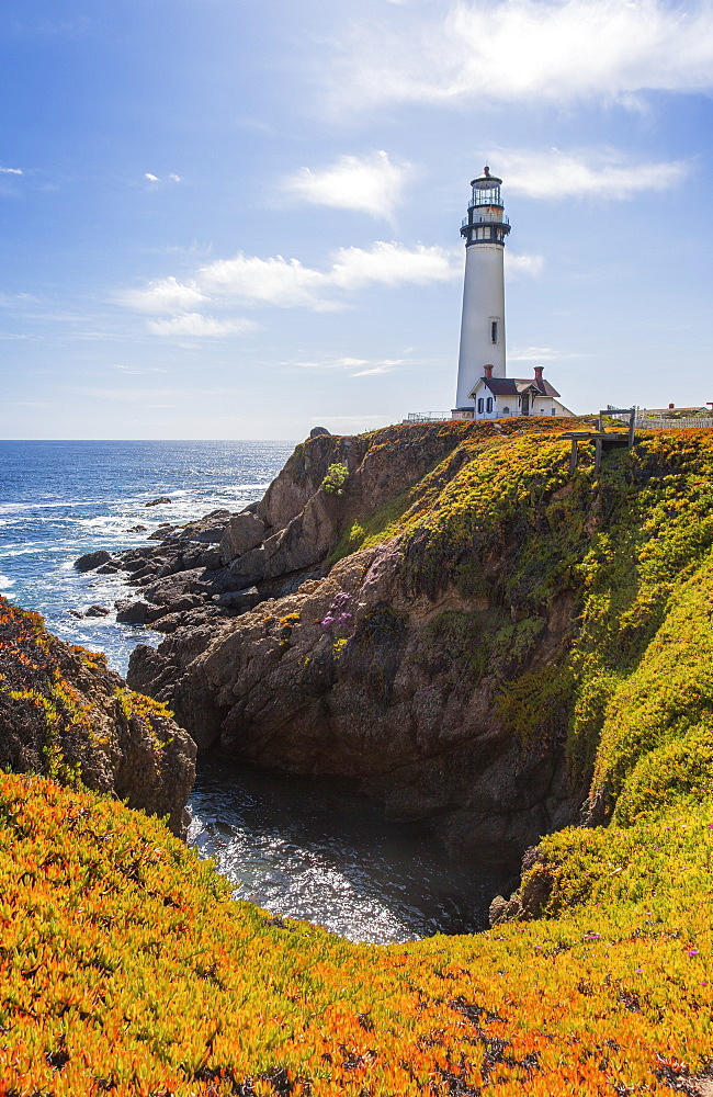 Pigeon Point Lighthouse And Blooming Ice Plant In The Foreground On The Cliffs, California, United States Of America