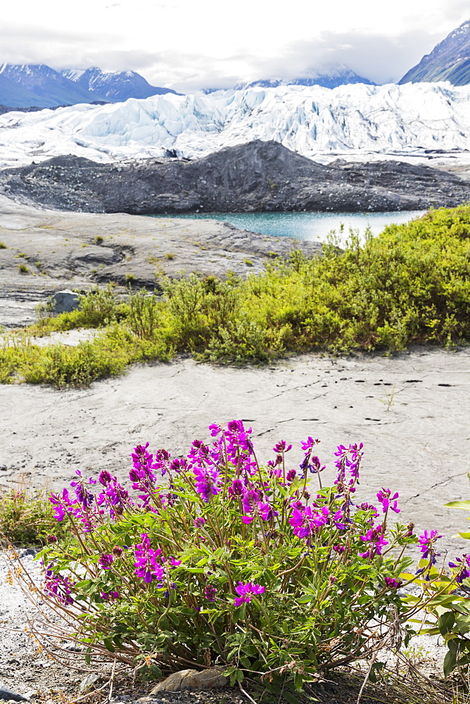 View Of The Face Of Matanuska Glacier With Dwarf Fireweed (Chamerion Latifolium) And Rocks In The Foreground, Alaska, United States Of America