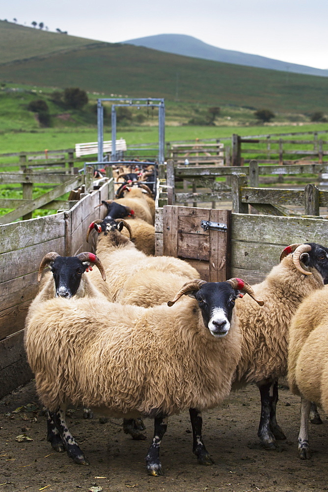 Sheep In A Pen With Ears Tagged, Northumberland, England