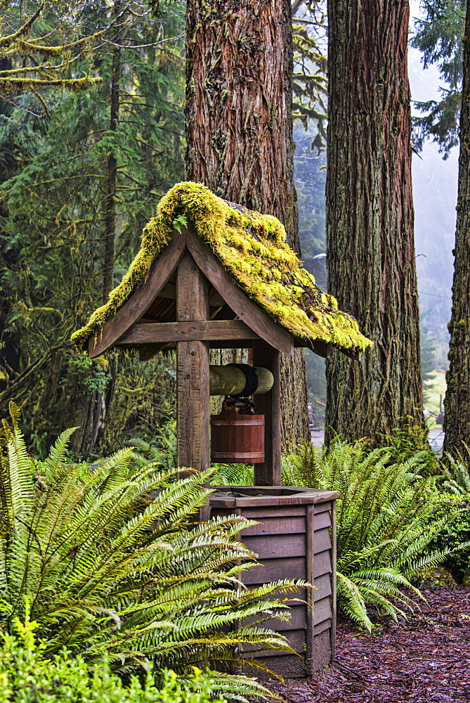 Water Well, Olympic National Forest, Washington, United States Of America