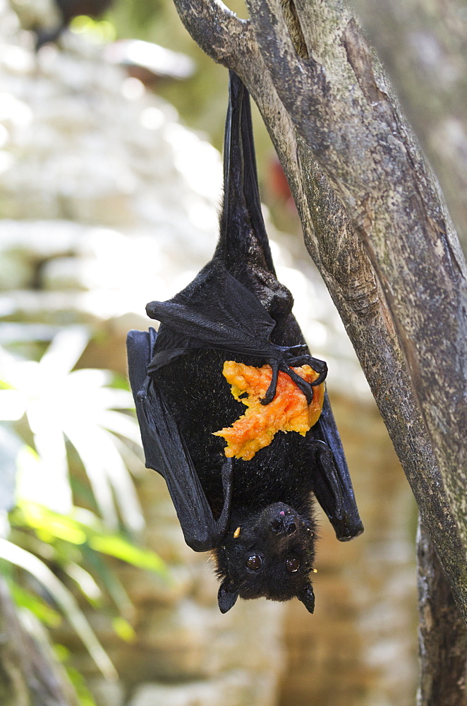 Megabat Or Fruit Bat Holding A Fruit In Bali Bird Park, Batubulan, Bali, Indonesia