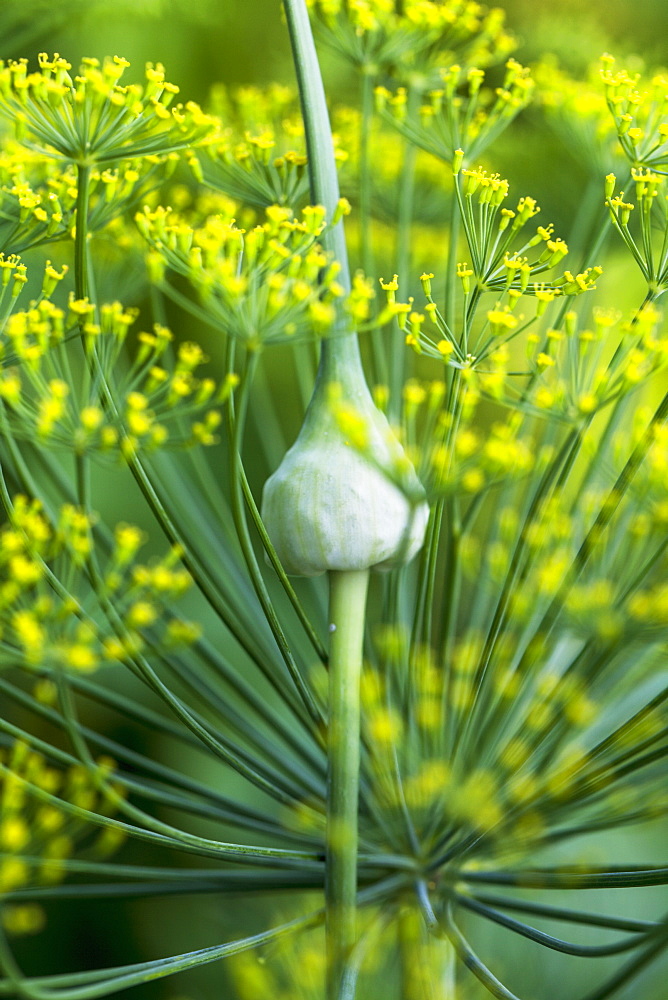 Garlic Flowerbuds Or Scapes, Toronto, Ontario, Canada