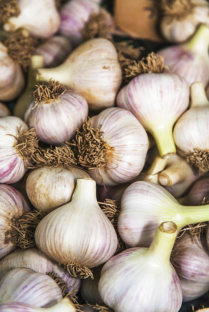 Large Clean Organically Grown Hardneck Garlic Bulbs, Toronto, Ontario, Canada