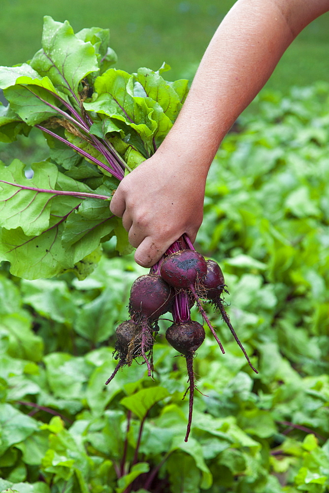 Close Up Of A Gardener's Hand Holding Freshly Harvested Beets From The Kitchen Garden, Toronto, Ontario, Canada