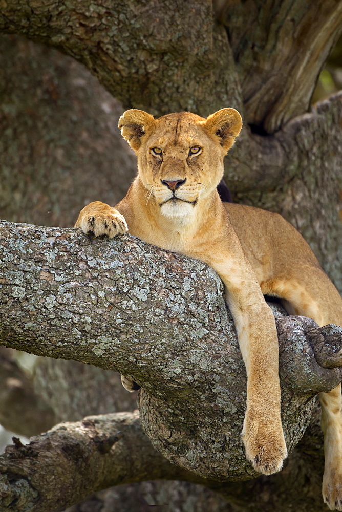 Lioness Resting In A Tree At The Serengeti Plains, Tanzania