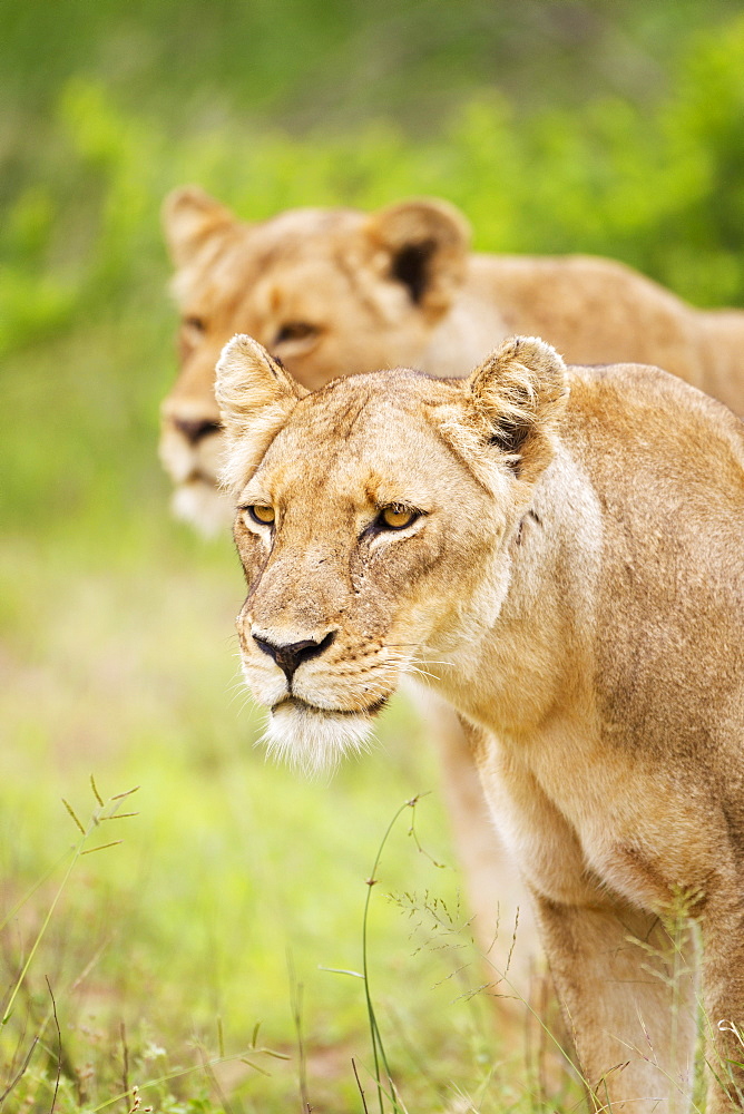 Two Female Lions On The Prowl At The Serengeti Plains, Tanzania