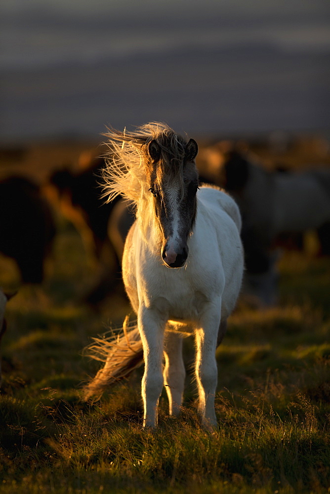 Icelandic Horse At Sunset With Long Mane Blowing In The Wind, Iceland