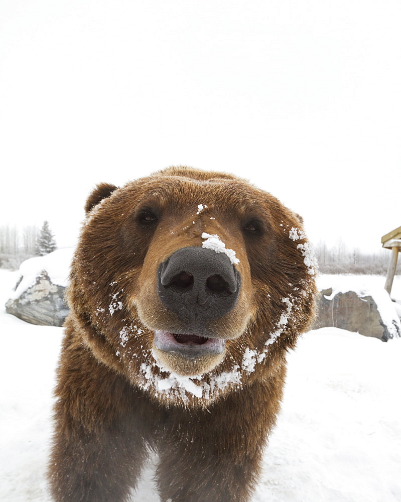 Captive At The Alaska Wildlife Conservation Center In Portage Alaska In Southcentral Alaska. Face Photo Of Mature Brown Bear. Bear.