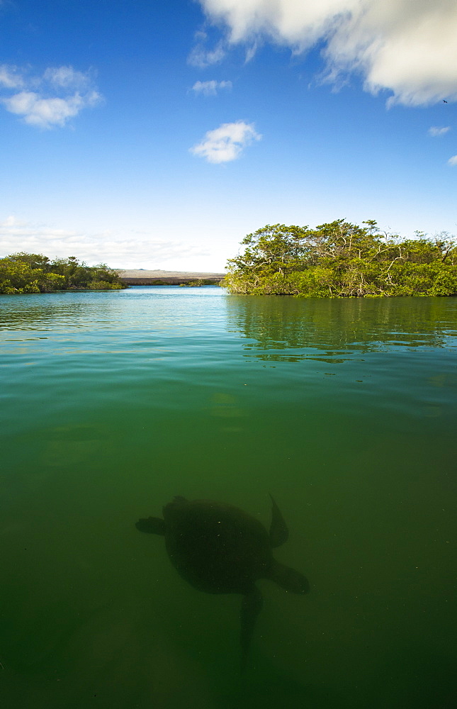 Pacific Green Turtle Swimming In Mangroves, Isabela Island, Galapagos Islands, Ecuador