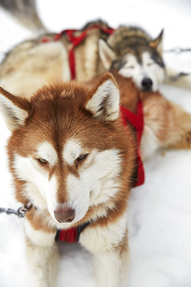 Sled Dogs At The Haliburton Forest And Wildlife Reserve, Ontario, Canada