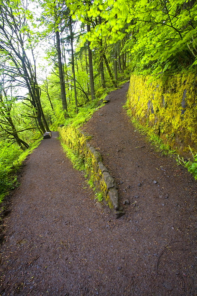 Pathway, Columbia River Gorge, Oregon, United States Of America