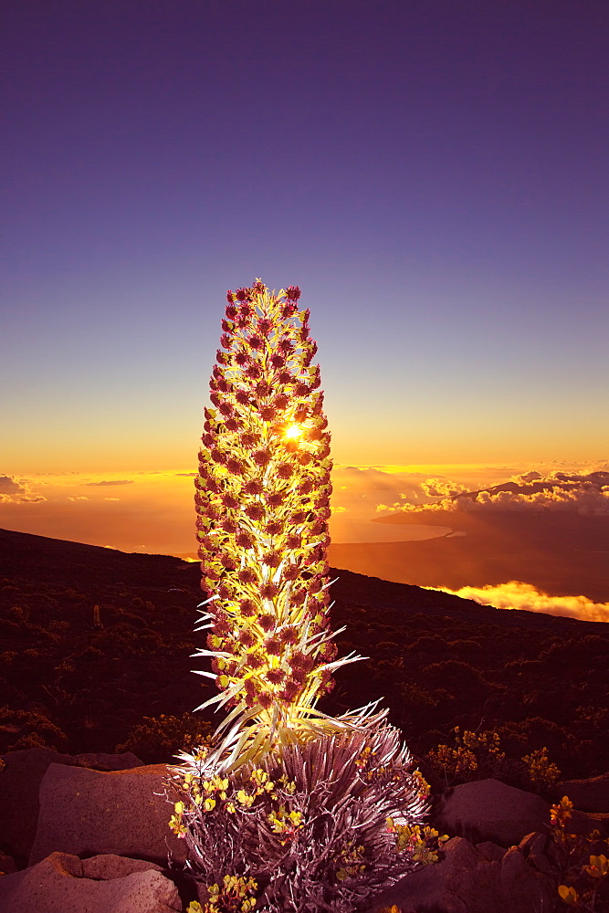 Setting Sun Shining Through A Silversword On Haleakala At Sunset, Kihei And West Maui Mountains In The Distance, Maui, Hawaii, United States Of America