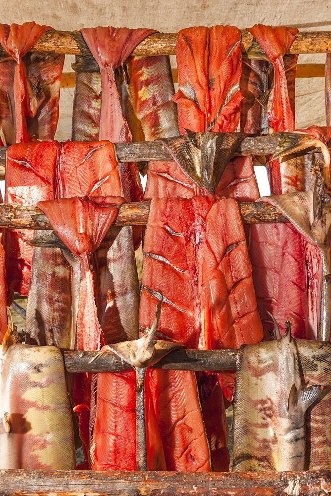 Chum Salmon Hanging And Drying On Racks In The Sun, Kobuk, Arctic Alaska, Summer