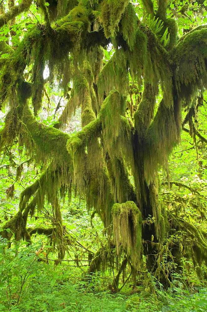 Hoh Rainforest In Olympic National Park, Washington, Usa