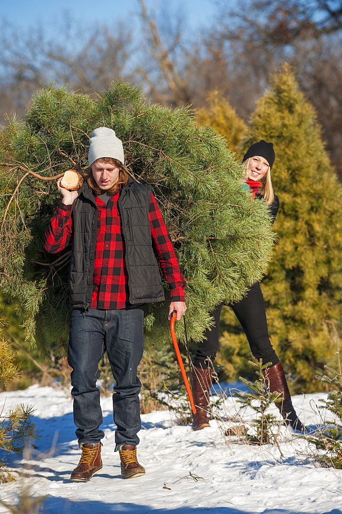 A Couple Choosing And Cutting A Fresh Christmas Tree At A Christmas Tree Farm, Minnesota, United States Of America