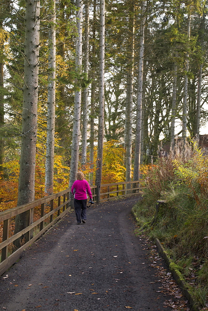 A Woman Walks On A Trail In Autumn, Kielder, Northumberland, England