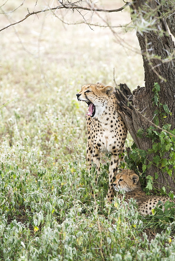 Female Cheetah (Acinonyx Jubatus) Rubs Against Tree Trunk And Yawns With Open Mouth While Young Cub Lies At Her Feet Near Ndutu, Ngorongoro Crater Conservation Area, Tanzania