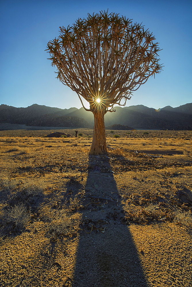 Sunburst Through A Kookerboom Tree In Richtersveld National Park, South Africa