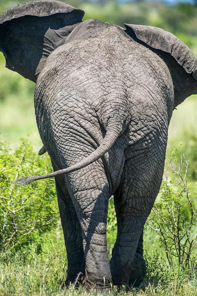 African Elephant (Loxodonta), Kruger National Park, South Africa