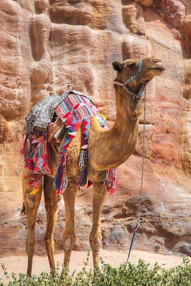 Camel, Wadi Musa, Petra, Jordan