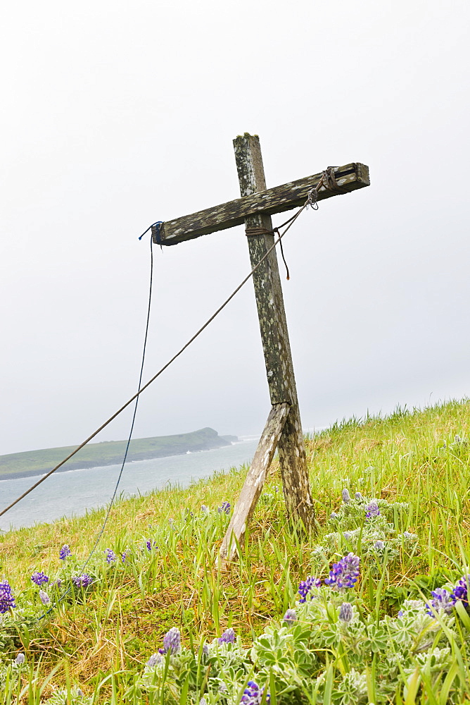 A Weathered Wooden Cross Stands Among Lupine On The Tundra On The Coast Of The Bering Sea, St. Paul Island, Southwestern Alaska, USA, Summer