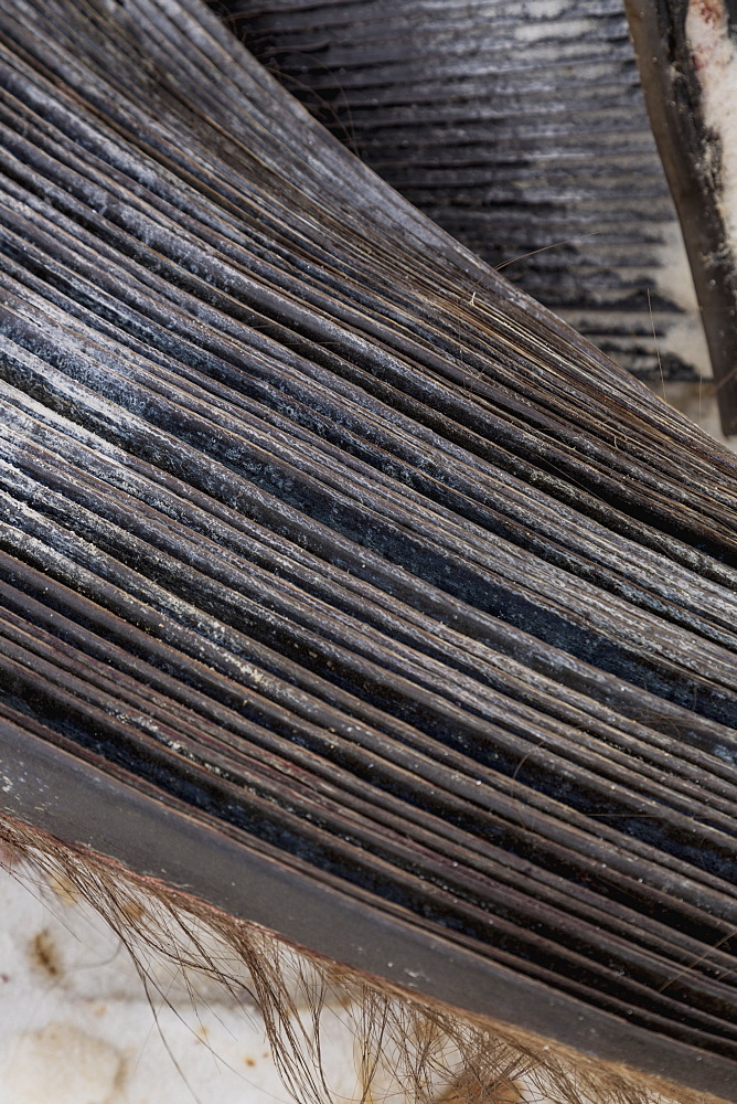 Close Up View Of Bowhead Whale Baleen, Barrow, Arctic Alaska, USA, Winter