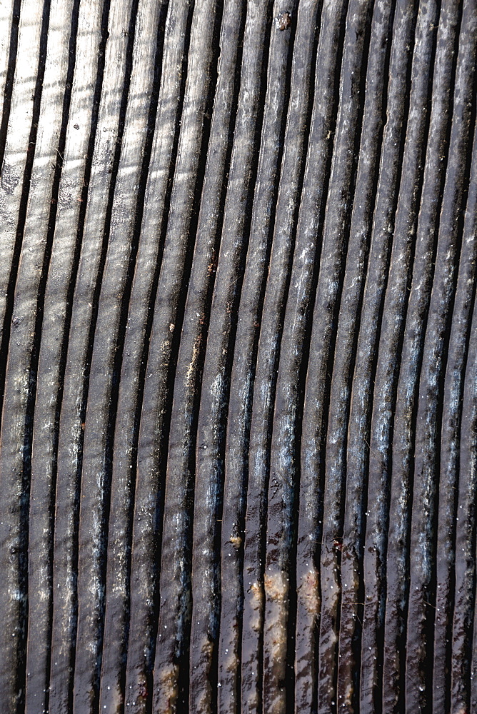 Close Up View Of The Ridges On Bowhead Whale Skin, Barrow, North Slope, Arctic Alaska, USA, Winter