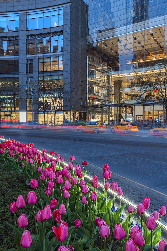 Tulip Display At Time Warner Center At Twilight, Columbus Circle, New York City, New York, United States Of America