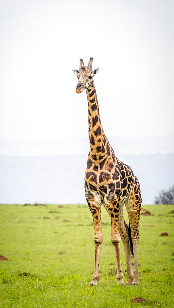 Giraffe (Giraffa Camelopardalis), Murchison Falls National Park, Uganda