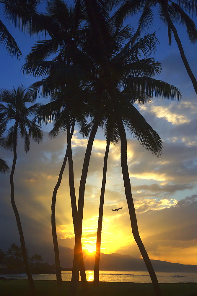 Airplane Taking Off At Sunset With The Setting Sun Shining Through The Palm Trees On The North Shore Of Maui, Spreckelsville, Maui, Hawaii, United States Of America