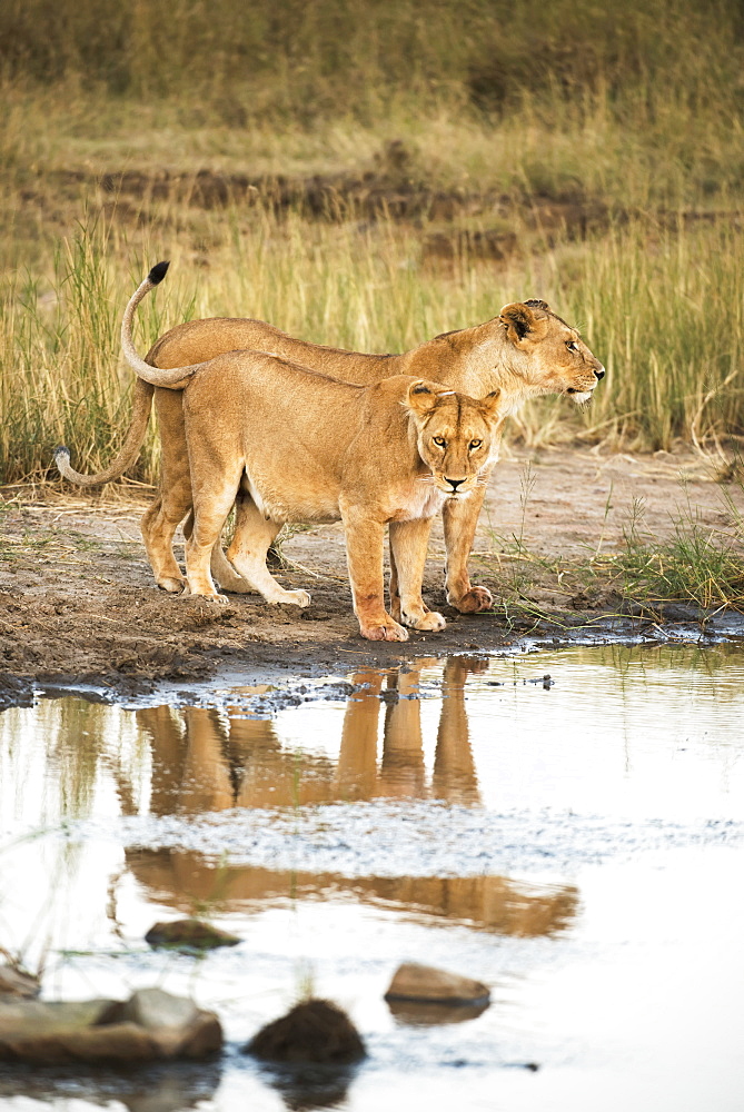 Two Lionesses (Panthera Leo) Reflected In Pool, Serengeti National Park, Tanzania