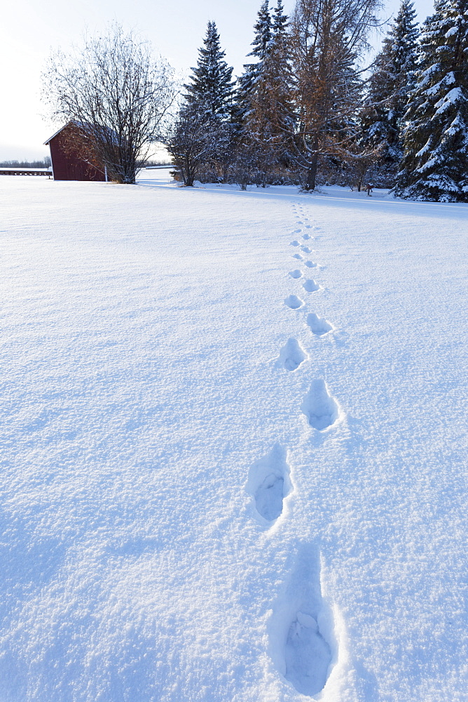 Footprints In The Snow Across A Field Leading To Trees And A Small Red Shed, Wetaskiwin, Alberta, Canada