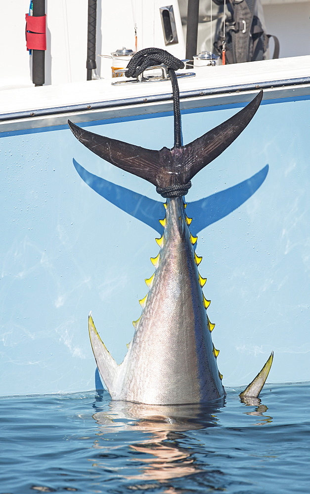 Blue Fin Tuna Hanging From The Boat Off The Coast Of Cape Cod, Massachusetts, United States Of America