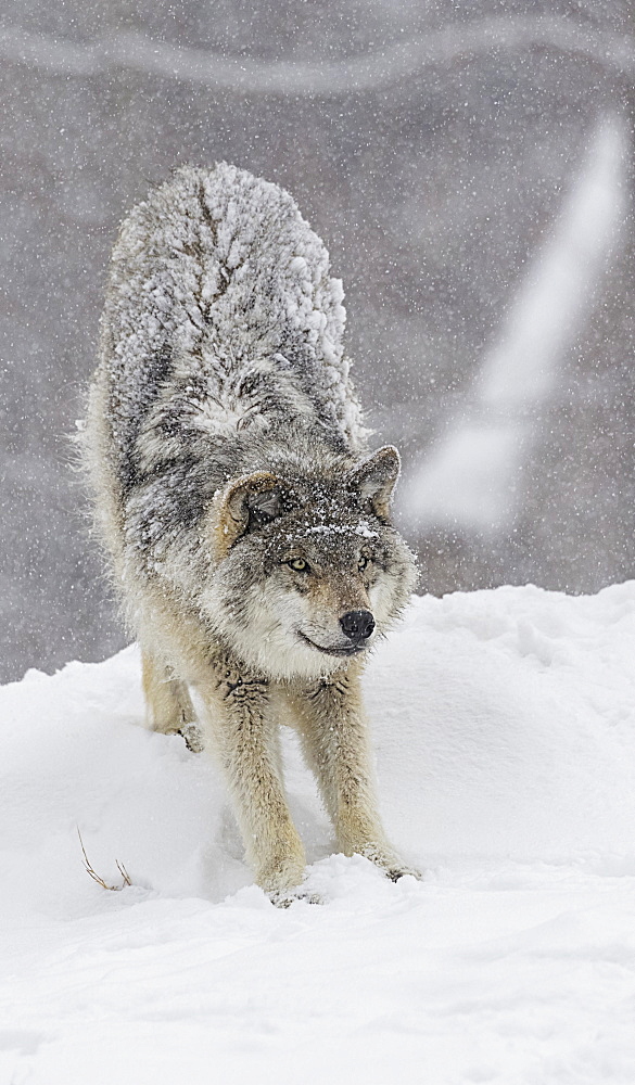 Grey Wolf (Canis Lupus) Stretching Before Playing In The Snow, Montebello, Quebec, Canada