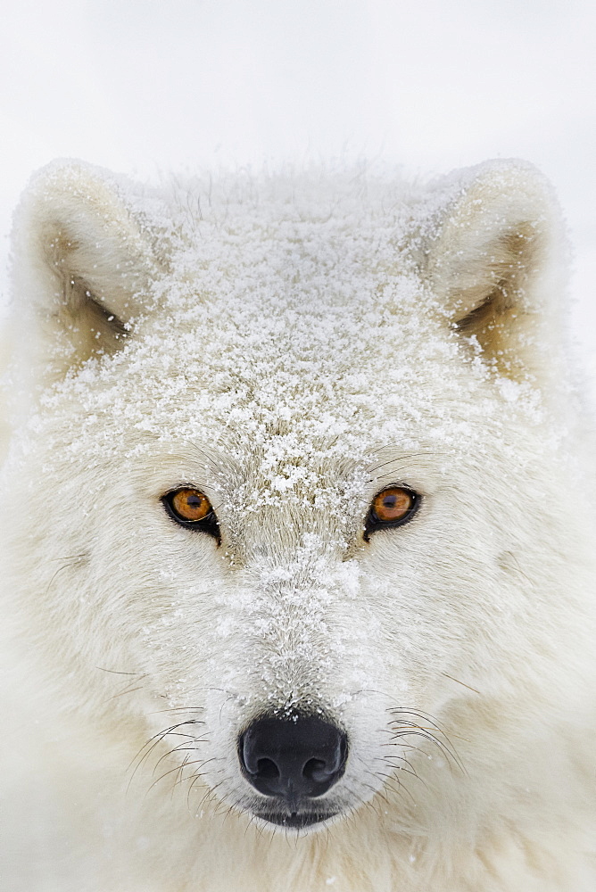 Arctic Wolf (Canis Lupus Arctos) Portrait, Montebello, Quebec, Canada