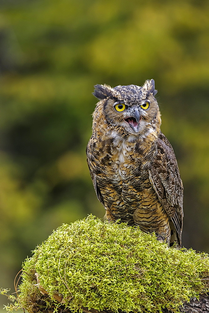 Great Horned Owl (Bubo Virginianus) Portrait, Saint-Lazare, Quebec, Canada