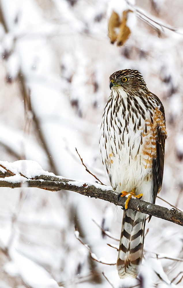 Portrait Of A Bird Sitting On A Tree Branch In Winter, Montreal, Quebec, Canada