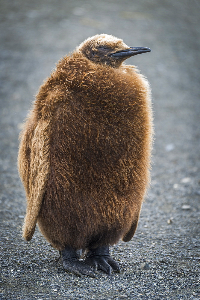 Oakum Boy King Penguin (Aptenodytes Patagonicus) Sleeping On Beach, Antarctica