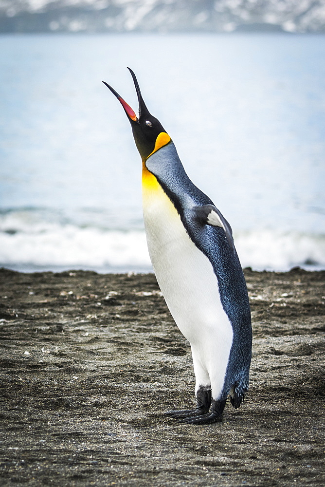 King Penguin (Aptenodytes Patagonicus) Squawking On Beach Beside Water, Antarctica