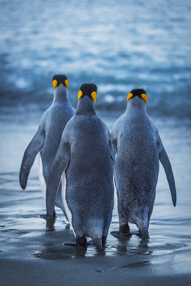 Three King Penguins (Aptenodytes Patagonicus) Are Crossing A Wet, Sandy Beach On Their Way To The Ocean, With Grey Backs And Flippers With Black And Orange Heads, Antarctica