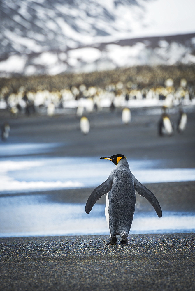 King Penguin (Aptenodytes Patagonicus) Walking On Beach Towards Rookery, Antarctica