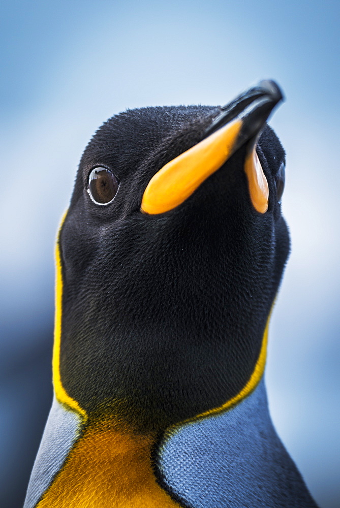 Close Up Of King Penguin (Aptenodytes Patagonicus) With Wide-Eyed Stare, Antarctic